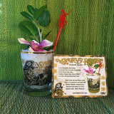 Scurvy Knave Cocktail Glass - Sold Out