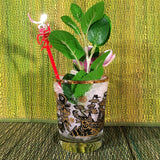 Scurvy Knave Cocktail Glass - Sold Out